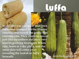 Backyard Diva Timeline Photos Luffa Outside Plants Garden Veggies