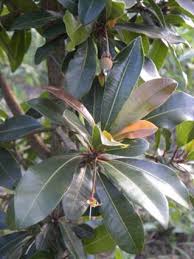 Image result for Manilkara mochisia