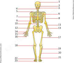 We did not find results for: Label Human Skeletal System Quiz 1 Skeletal System Worksheets