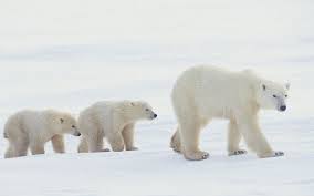 If you're in search of the best polar bear wallpaper, you've come to the right place. Baby Polar Bears Pictures Wallpaper Hd Wide