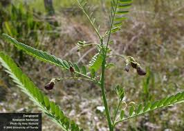 Image result for Sesbania sericea