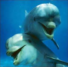 Pin By Marisol Izurieta On For The Love Of Creation Laughing Animals Smiling Animals Cute Animals