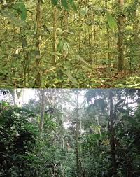 Image result for Tessmannia anomala