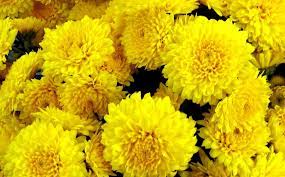 Flowers Chrnature Chrysanthemums Flower Chrysanthemum Flower Flowers Yellow Flowers