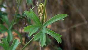 Image result for Trochomeria macrocarpa