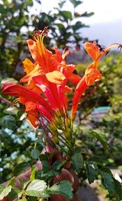 Image result for Tecomaria nyassae