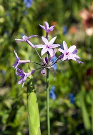 Image result for Tulbaghia alliacea