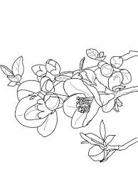 Here you can find many characters' coloring pages from anime and manga to download, print and color them online or offline with your family and. Quince Flower Coloring Page Free Printable Coloring Pages Free Coloring Pages Flower Drawing Coloring Pages