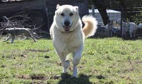 Գամփռ gamp'ṙ) is a livestock guardian dog native to the armenian highlands. History Testifies About Armenian Origins Of Gampr Dog Cynologist Armenpress Armenian News Agency
