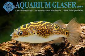 Additional names figure eight pufferfish, eyespot pufferfish, f8 puffer additional scientific names tetraodon biocellatus. Aquarium Glaser Gmbh On Twitter Dichotomyctere Ocellatus Before Tetraodon Biocellatus Or Palembangensis Find More Details And Pics Https T Co Kgexunudlm Https T Co U7pkanlwhx