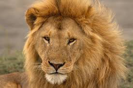 The largest lion was recorded to be nearly 700 pounds and nearly tigers are so similar to lions that without their coats, their bodies look so similar only experts can tell. The New Lion Economy Unlocking The Value Of Lions And Their Landscapes Lion Recovery Fund