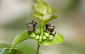 Image result for Eriocaulon bongense