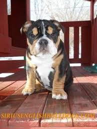 Collection by royal blue frenchies. Black Tricolor English Bulldog Puppies For Sale In Waukesha Wisconsin Classified Americanlisted Com