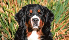 Nicht jeder hund, der wie ein berner sennenhund aussieht, wird als solcher anerkannt. Rasse Des Monats Berner Sennenhund Vdh De
