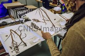 Image result for Habenaria pasmithii