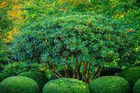 Solitair Rhododendron Garden Features Rhododendron Evergreen Shrubs