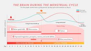 how the menstrual cycle changes womens brains for better