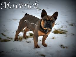 Check spelling or type a new query. Maverick Blue Sable Carries Tan Points Bluehaven French Bulldogsbluehaven French Bulldogs
