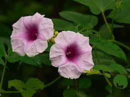 Image result for Ipomoea involucrata