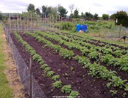 It could be a fungal infection so i'm a bit weary. How To Care For Potatoes Gardenfocused Co Uk