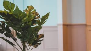 planta