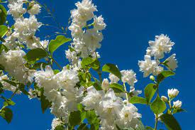 Wie soll ich meinen jasmin schneiden? Gartenjasmin Schneesturm Pflanzen Schneiden Und Uberwintern