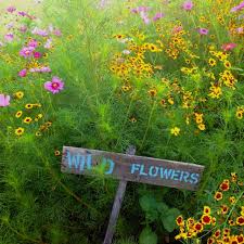 This Reminds Me Of Your Prairie Wild Flowers Beautiful Flowers Flower Farm