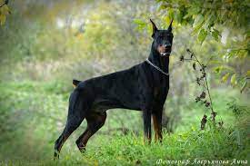 opisanie porody doberman