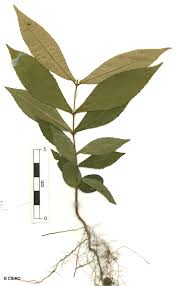 Image result for Tragia stipularis