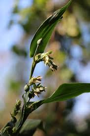 Image result for Coix lacryma-jobi