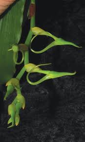 Image result for Cyrtorchis neglecta