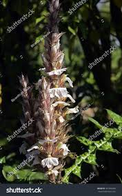 Image result for Acanthus montanus