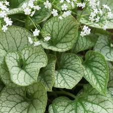 Image result for Mostuea microphylla