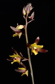 Image result for Eulophia hereroensis
