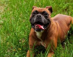 Resultado de imagem para imagens de cachorro feroz