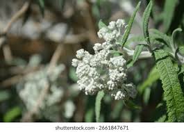 Image result for Buddleja saligna