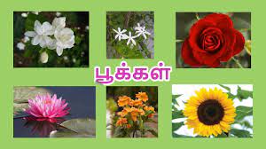 Lavender Flower In Tamil Language Best Flower Wallpaper