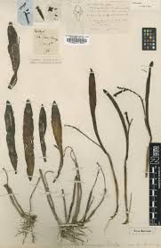 Image result for Disa welwitschii