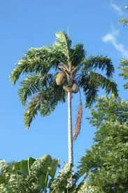 Image result for Syagrus