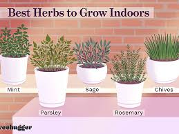 Herbs are for more than cooking. 10 Best Herbs To Grow Indoors