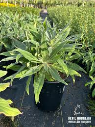 Image result for Echium