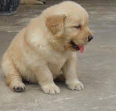 Check spelling or type a new query. Golden Retriever Puppies For Sale Colorado Springs Co 224470
