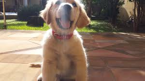 Whe adopted him from a. Fluffy Golden Retriever Youtube