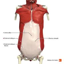 Usually derived from latin, a muscle's name often tells you something about the many muscle names indicate the muscle's location. Muscles Of Respiration Physiopedia