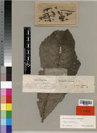 Image result for Myrianthus arboreus