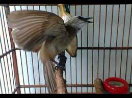 Burung trucukan merupakan jenis burung kicauan yang tidak terlalu populer dikalangan pecinta burung. Menikmati Bunyi Gacor Tembakan Burung Trucukan Buat Masteran Bang Kicau Ng