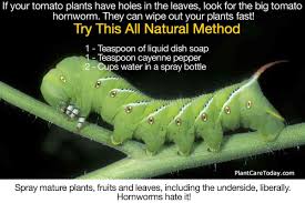 Tips for identifying, controlling, and deterring tomato hornworms from the old farmer's almanac. Tomato Worms How To Get Rid Of Tomato Hornworm Caterpillars