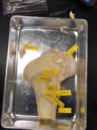 The human body is everything that makes up, well, you. Unit 5 Grace Bush