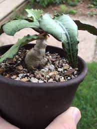 Image result for Euphorbia stenocaulis