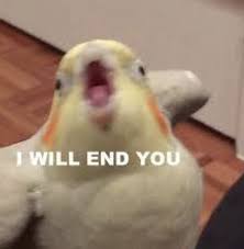 Pin By Havva Ba Cek On Wholesome Memes Funny Relatable Memes Funny Memes Funny Birds
